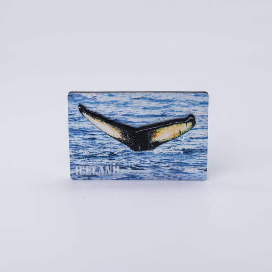 Glans segull - Hvalur