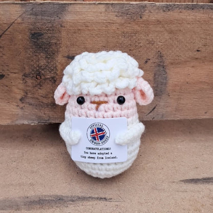 Positive Sheep With Sign - Remember Iceland